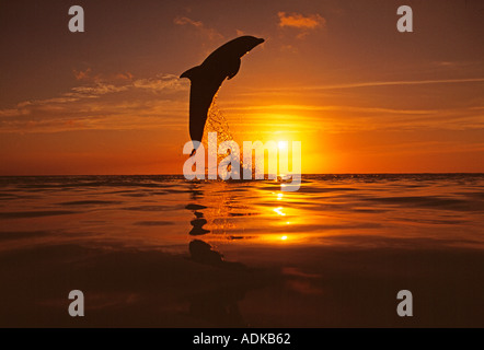 Bottlenose Dolphin Tursiops Truncatus springen Caribbean Stockfoto