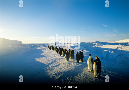 Kaiserpinguine Aptenodytes Fosteri Weddellmeer Antarktis Stockfoto