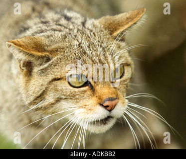 Schottische Wildkatze weibliche knurrend UK Stockfoto