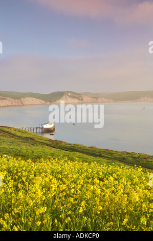 Ruhiges Wasser und Wildblumen von Drakes Bay Point Reyes National Seashore Kalifornien Stockfoto
