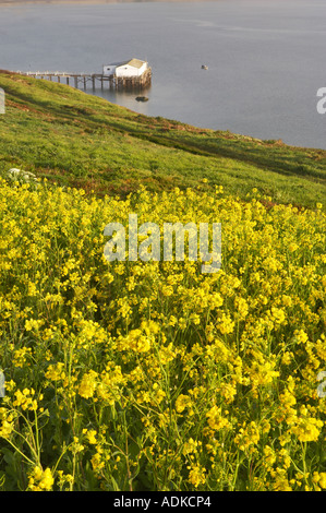 Ruhiges Wasser und Wildblumen von Drakes Bay Point Reyes National Seashore Kalifornien Stockfoto