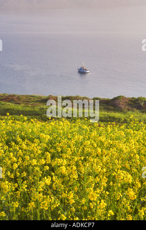 Ruhiges Wasser Wildblumen und Boot auf Drakes Bay Point Reyes National Seashore Kalifornien Stockfoto