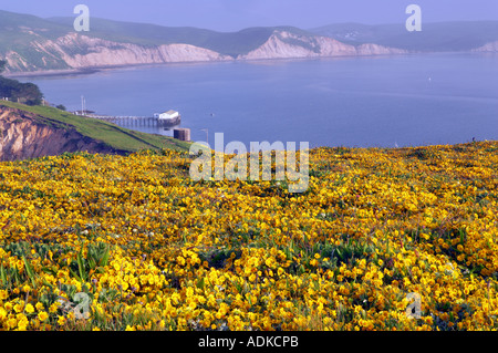 Ruhiges Wasser von Drakes Bay und Goldenfields Wildblumen Lathenia Californica Point Reyes National Seashore Kalifornien Stockfoto