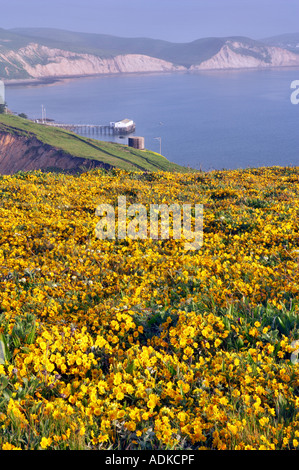 Ruhigen Gewässern des Drakes Bay und Goldenfields Wildblumen Lathenia Californica Point Reyes National Seashore Kalifornien Stockfoto