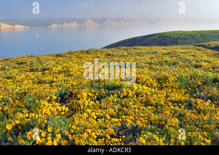 Ruhigen Gewässern der Drakes Bay mit Segelboot und Goldenfields Wildblumen Lathenia Californica Point Reyes National Seashore California Stockfoto