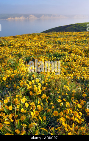 Ruhigen Gewässern des Drakes Bay und Goldenfields Wildblumen Lathenia Californica Point Reyes National Seashore Kalifornien Stockfoto