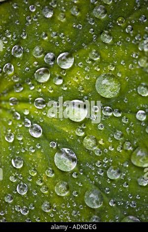 Regentropfen Perlen auf einem behaarte Blatt Stockfoto