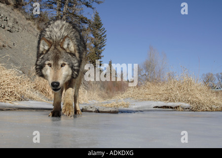 Graue Wolf (Canis Lupus) zu Fuß in Richtung Kamera Stockfoto