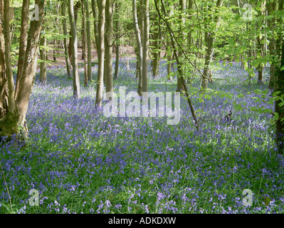 Glockenblumen in Wäldern, in der Nähe von West Ashling, West Sussex, England Stockfoto