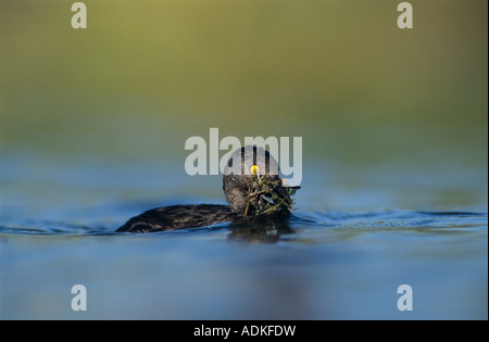 Wenigsten Grebe Tachybaptus Dominicus Erwachsene mit nisten Material Lake Corpus Christi Texas USA Juni 2003 Stockfoto