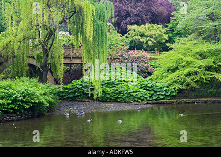 Teich Enten und Weide in Crystal Springs Rhododendron Garten Portland Oregon Stockfoto