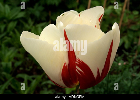 Blütenstand der weiße Tulpe mit roten Flecken, Frühjahr 2007 Stockfoto