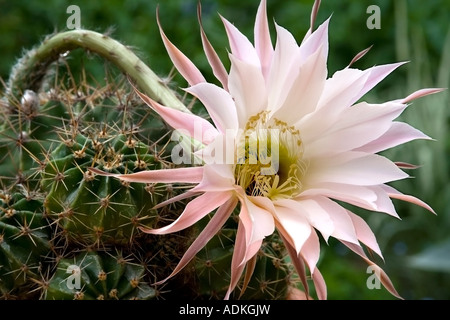 Blühender Kaktus (Echinopsis Arten) mit einem großen zarten weiß-rosa Farbe Stockfoto