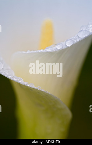 Nahaufnahme von Calla Lily mit Tautropfen Oregon Stockfoto