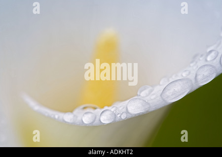 Nahaufnahme von Calla Lily mit Tautropfen Oregon Stockfoto