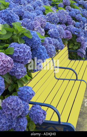 Sitzbank umgeben von blühenden blauen Mütze Hortensie Hydrangea Macrophylla Wilsonville Oregon Stockfoto