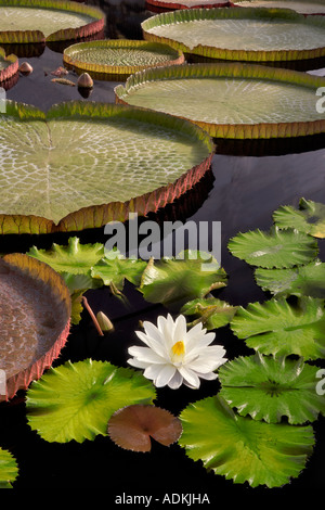 Tropische Lilie Blüte und Blätter von Amazon Lilien Hughes Wassergärten Oregon Stockfoto