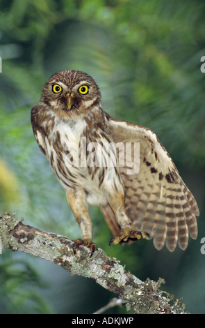 Eisenhaltige Pygmy Eule Glaucidium Brasilianum Erwachsenen stretching Flügel Willacy County Rio Grande Valley Texas USA Juni 2004 Stockfoto