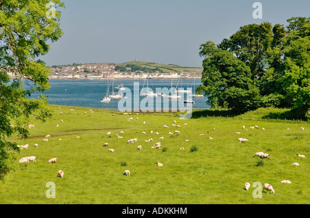 Östlich über den Eingang zum Strangford Lough nach Portaferry von Audley’s Castle. County Down, Nordirland. Schafe auf der Wiese Stockfoto