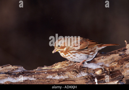 Fox-Sparrow Passerella Iliaca Erwachsene auf Log mit Eis Burlington North Carolina USA Januar 2005 Stockfoto