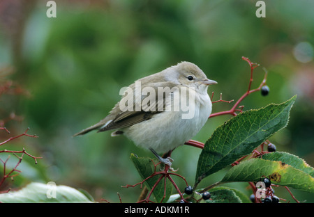 Garden Warbler Sylvia borin Erwachsene auf gemeinsame Holunder Sambucus Nigra Oberaegeri Schweiz September 1998 Stockfoto