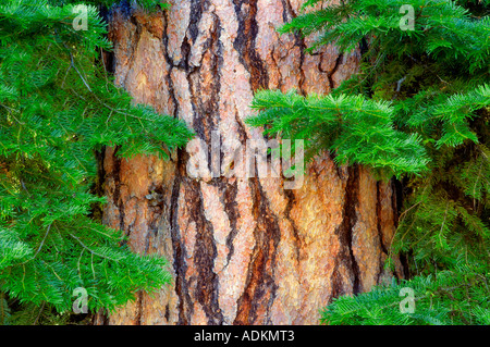 Ponderosa Pine mit White Fir Zweige Hells Canyon National Recreation Area-Oregon Stockfoto