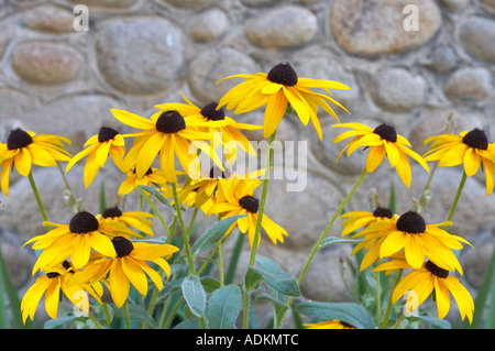 Black eyed Susan Blumen gegen Roack Wand auf halbem Weg Oregon Stockfoto