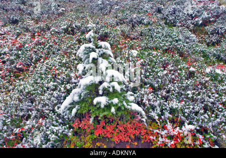 Huckleberry in Herbstfarben mit Hemlock-Baum und der erste Schnee fallen Mt Baker Wildnis Washington Stockfoto