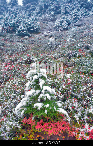 Huckleberry in Herbstfarben mit Hemlock-Baum und der erste Schnee fallen Mt Baker Wildnis Washington Stockfoto