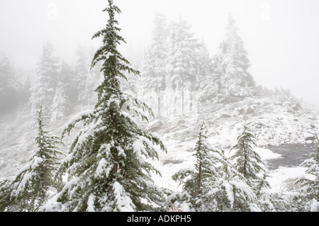 Winter Schneefall auf Hemlock Bäume Mt Baker Wildnis Washington Stockfoto