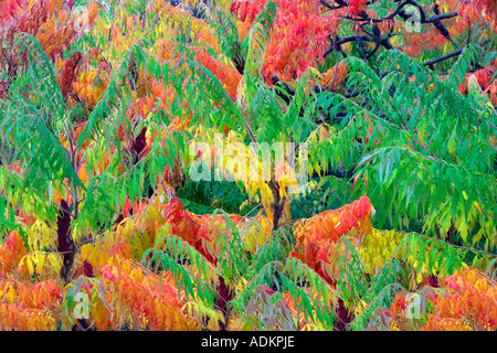 Cutleaf Sumach Rhus Glabra Laciniata in Herbstfarben Hoyt Arboretum Portland Oregon Stockfoto