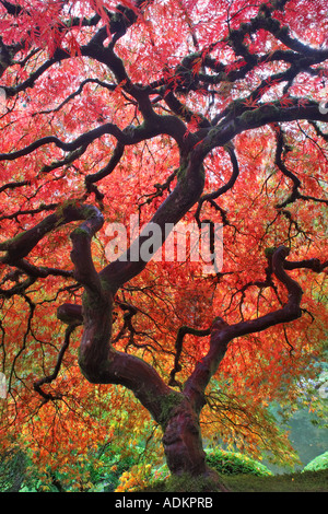 Japanischer Ahornbaum im Herbst Farbe Japanese Gardens Portland Oregon Stockfoto