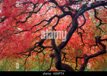 Japanischer Ahornbaum im Herbst Farbe Japanese Gardens Portland Oregon Stockfoto