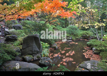 Japanischer Ahornblätter im kleinen Teich japanische Gärten Portland Oregon Stockfoto