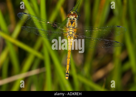 Frau Schwarz Darter (Sympetrum danae) auf Gras Stammzellen thront. Stockfoto