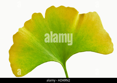 Fallen Sie farbige Ginko Blatt Ginko Biloba Tigard Oregon Stockfoto