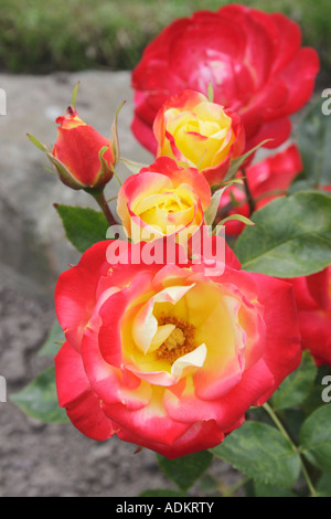 Rosa Maskerade Edelrosen oder Cluster blühende rose Stockfoto