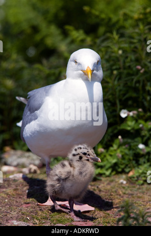 Hering-Möve Larus Argentatus mit Küken Skokholm Insel Stockfoto