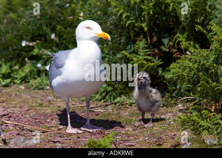 Hering-Möve Larus Argentatus mit Küken Skokholm Insel Stockfoto