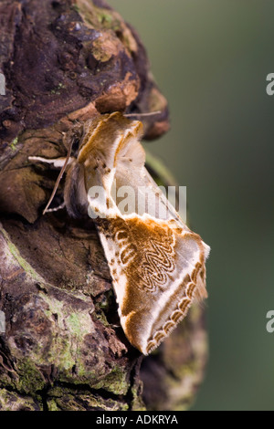 Buff Bögen Habrosyne Pyritoides am ruhen auf Log mit schön aus Fokus Hintergrund Potton Bedfordshire Stockfoto