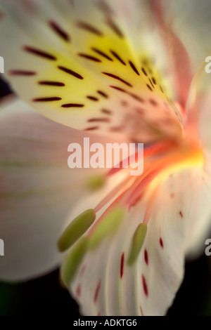 Nahaufnahme der Peruanische Lilie Sp Alstroemeria Stockfoto