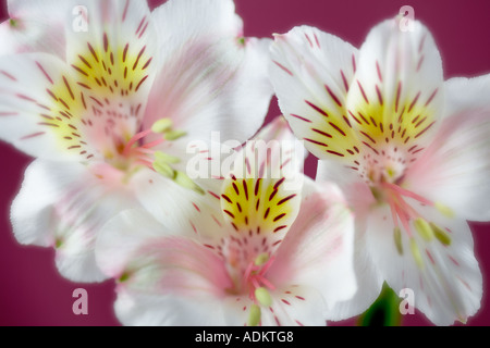 Nahaufnahme der Peruanische Lilie Sp Alstroemeria Stockfoto