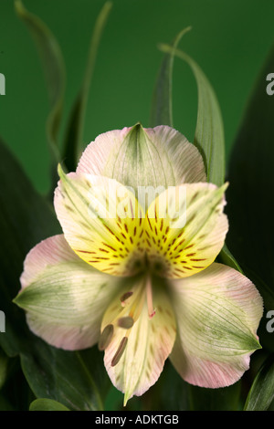 Nahaufnahme der Peruanische Lilie Sp Alstroemeria Stockfoto