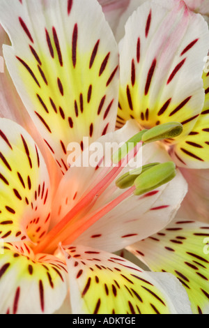 Nahaufnahme der Peruanische Lilie Sp Alstroemeria Stockfoto