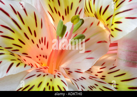 Nahaufnahme der Peruanische Lilie Sp Alstroemeria Stockfoto