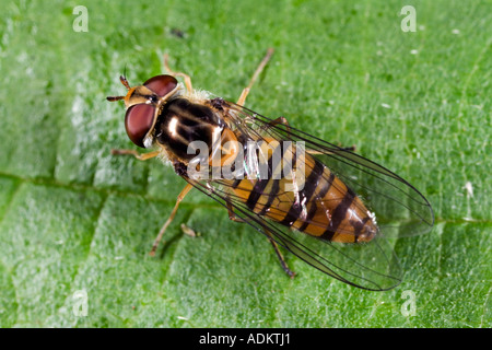 Episyrphus Balteatus ruht auf Blatt mit Markierungen und Detail Potton bedfordshire Stockfoto