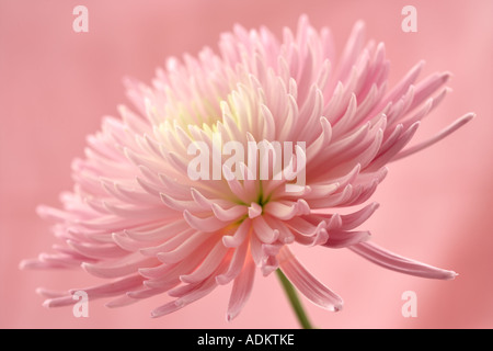 CB Cremone Spider Chrysantheme Stockfoto