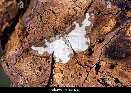 Getrübte Grenze Lomaspilis Marginata auf Log mit Flügeln öffnen zeigen Markierungen Potton bedfordshire Stockfoto