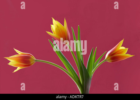 Nahaufnahme von drei Tulpen Blumen Stockfoto