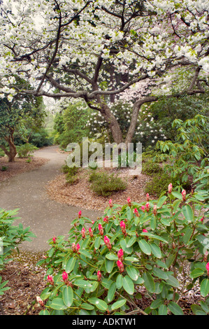 Rhododendron-Knospen und Kirschbaum in voller Blüte mit Pfad Crystal Rhododendron Frühlingsgarten Oregon Stockfoto